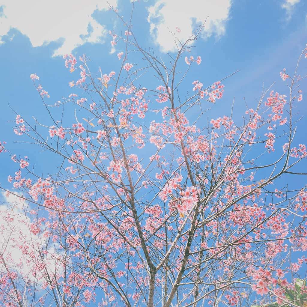 Tổng hợp ảnh bầu trời xanh - hồng cute - đẹp & bình yên nhất